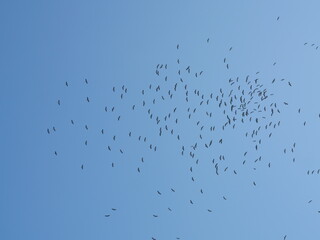 Large flock of birds flying in the blue sky, Asian openbill stork ( Anastomus oscitans ) bird in Thailand
