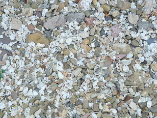 Pebbles and shells from the sea on the sandy beach, Background texture from stone or scree or gravel and shell fish