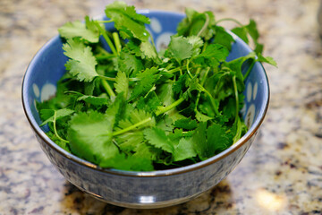 fresh cilantro in a plate