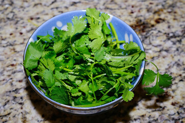 fresh cilantro in a bowl