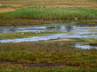 Salt Sea Marsh at Full Tide