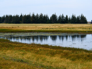 Salt Sea Marsh at Full Tide