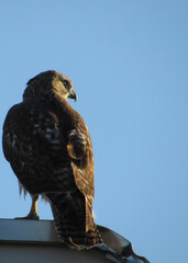red tailed hawk