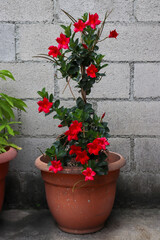 Fototapeta na wymiar plant with red flowers in a pot