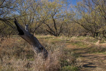 Tree and path in a mesquite forest