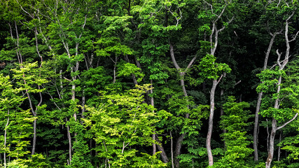 Green tall trees in the forest  background