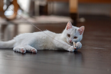 おもちゃの獲物を捕まえた子猫