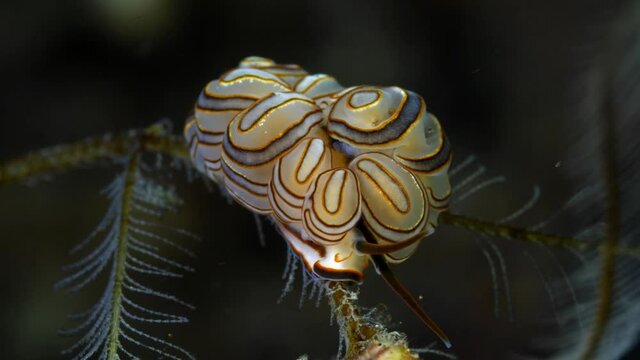 Donut nudi - nudibranch (sea slug) - Doto greenamyeri. Macro underwater life of Tulamben, Bali, Indonesia.	
