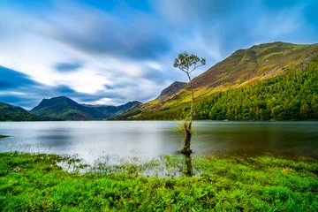Crédence de cuisine  Lone tree at Buttermere lake in the English Lake District national park  © Pawel Pajor