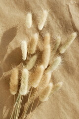 Dry fluffy bunny tails grass Lagurus Ovatus flowers on beige background.  Tan pom pom plants backdrop.