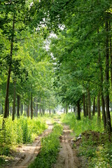 Obraz premium 달성습지