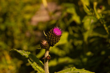 Фото из экопоселения на Алтае "Чачжаевка"