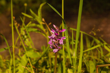 Фото из экопоселения на Алтае "Чачжаевка"