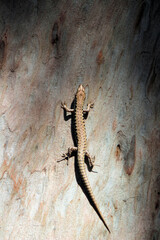 Australian Eastern Water Skink Photographed in the Strickland State Forest on the New South Wales Central Coast
