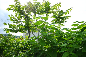 Obraz premium 植物
