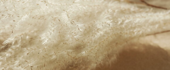 pampas grass neutral beige color background banner close up. Plant texture. Poster. Scandinavian...