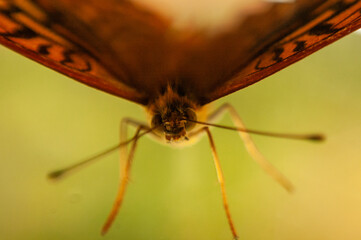 Фото из экопоселения на Алтае "Чачжаевка"