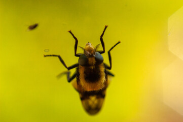 Фото из экопоселения на Алтае "Чачжаевка"