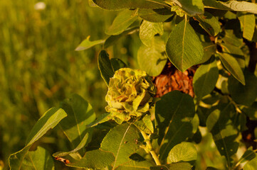 Фото из экопоселения на Алтае "Чачжаевка"