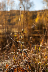 Фото из экопоселения на Алтае "Чачжаевка"