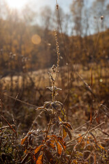 Фото из экопоселения на Алтае "Чачжаевка"