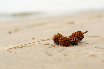 Australian pine or Casuarina equisetifolia on sand beach