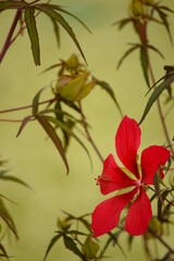 Obraz premium 연꽃