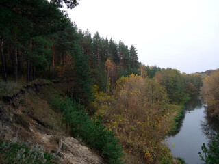 forest in autumn