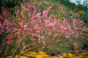  plum blossom on blur background at Ha Giang province, Viet Nam
