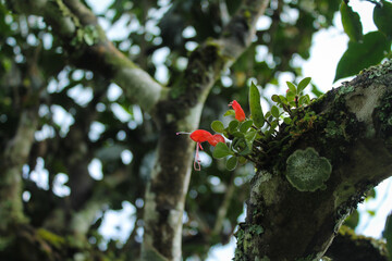 Moss and flowers on the tea tree, China, Yunnan