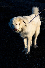 Friendly Great Pyrenees dog on the beach at Birch Bay on a sunny day, Washington State
