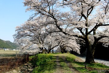 桜満開　風情　お花見　風景　田舎　さがらみ