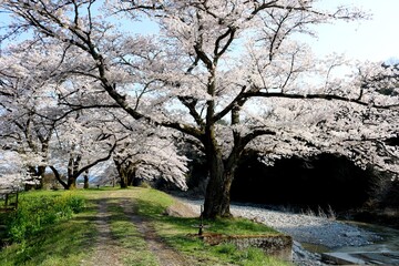 桜満開　風情　お花見　風景　田舎　さがらみ