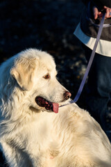 Friendly Great Pyrenees dog on the beach at Birch Bay on a sunny day, Washington State
