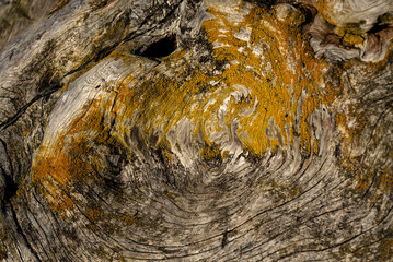 Closeup of textured driftwood with lichens, on a sunny day, as a nature background
