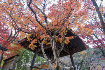 伊豆修禅寺境内の鐘楼と紅葉