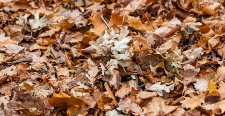 Dry leaves from trees (Linden, maple, oak) on the ground close-up in autumn