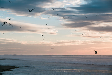 Sunset over the sea in light pink and blue colors, and silhouette of flying birds with cloudy sky on background