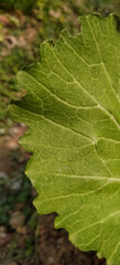 green leaf texture