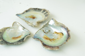 Akoya pearl oyster.