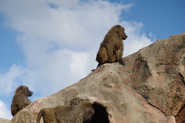 Boss monkey