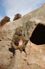Wow monkey
