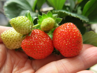 the sweet and red fruits of strawberries and  design for the growth of sweet harvest season in winter