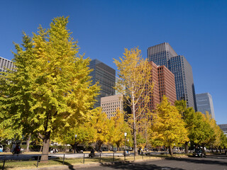 東京都　丸の内オフィスビル街とイチョウ並木
