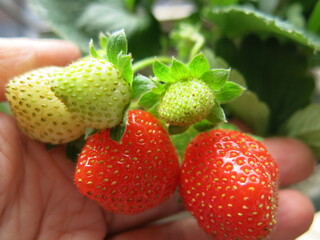 sweet strawberries holding on hand design for harvest concept in winter