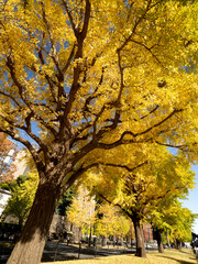 東京都　丸の内オフィスビル街とイチョウ並木
