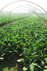 朝霧の晴れた郊外の冬のほうれん草畑風景