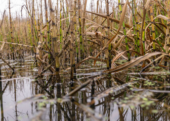 traditional river bank vegetation in autumn, river bank plants close-up, autumn