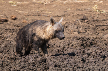 Lone brown hyena working his way through the muddy perimeter of a dam to have a drink