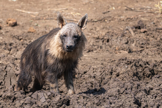 Brown hyena pausing while drinking from a mud pool to scan his surroundings